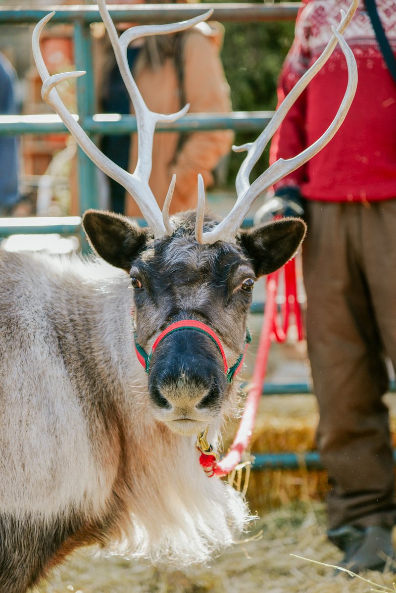 Visit Santa's Reindeer at Bath Garden Center
